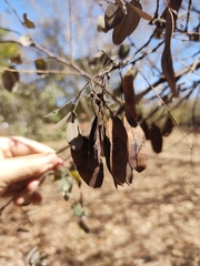 Dalbergia miscolobium