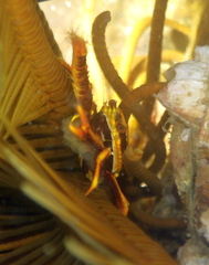 Allogalathea elegans