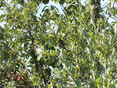 Emberiza citrinella