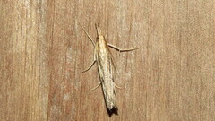 Pediasia trisecta