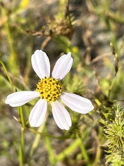 Coreopsis rosea