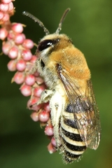 Colletes hederae