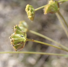 Bupleurum mundii