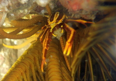 Allogalathea elegans