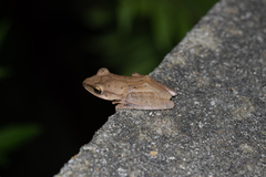 Polypedates megacephalus