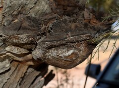 Inocutis tamaricis