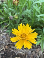 Coreopsis