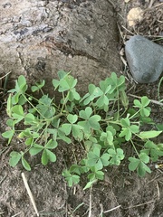 Oxalis dillenii