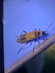 Chauliognathus pensylvanicus