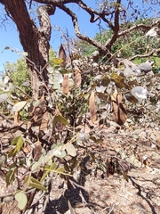 Dalbergia miscolobium