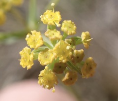 Bupleurum mundii