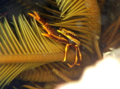 Allogalathea elegans