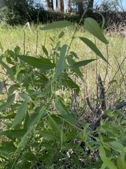 Populus angustifolia