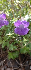 Angelonia