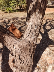 Dalbergia miscolobium