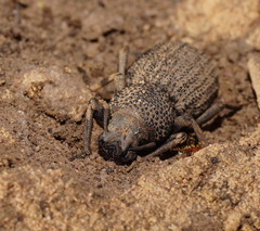 Amycterus