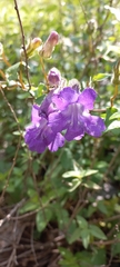 Angelonia