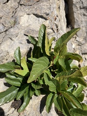 Rhamnus pumila