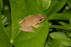 Polypedates megacephalus