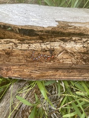 Lampropeltis elapsoides