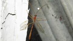 Enicospilus