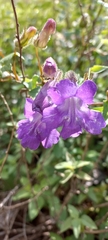 Angelonia