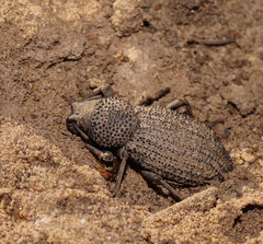 Amycterus