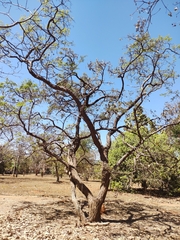 Dalbergia miscolobium