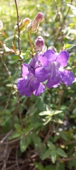 Angelonia
