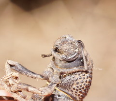 Amycterus