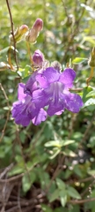 Angelonia