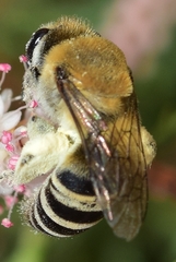 Colletes hederae