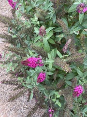 Buddleja