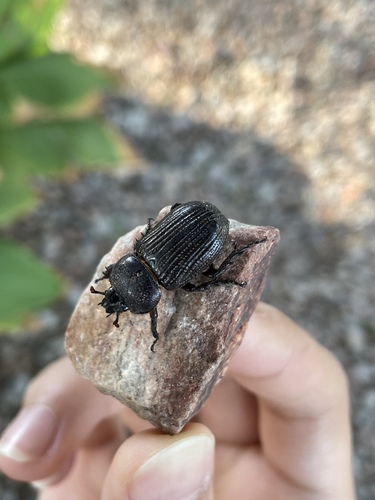 Lesser Triceratops Beetle photo 3