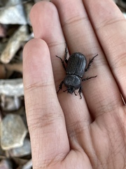 Hemiphileurus illatus