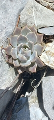 Echeveria simulans