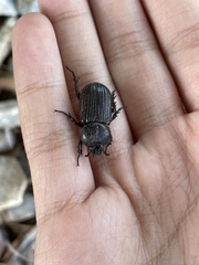 Hemiphileurus illatus