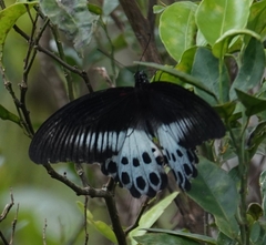 Papilio polymnestor