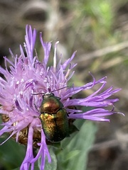 Cryptocephalus