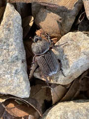 Hemiphileurus illatus