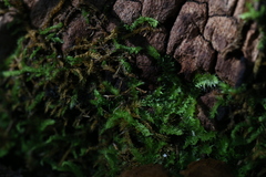 Racopilum cuspidigerum