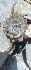 Echeveria simulans