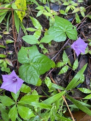 Ipomoea triloba