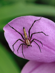 Oxyopes