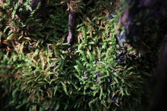 Racopilum cuspidigerum