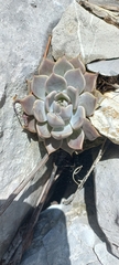 Echeveria simulans