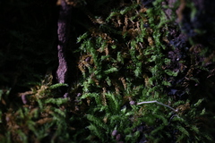 Racopilum cuspidigerum