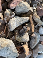 Hemiphileurus illatus