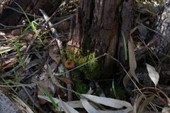 Racopilum cuspidigerum