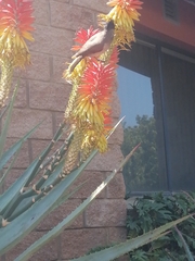 Pycnonotus barbatus layardi